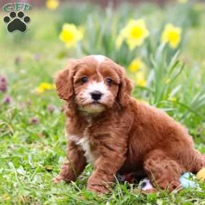 Mickey, Cavapoo Puppy
